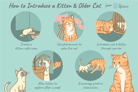 how-to-introduce-a-new-kitten-to-an-older-cat