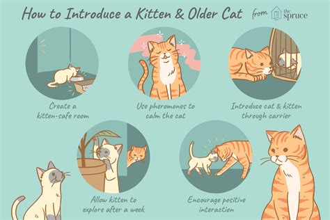 However, introducing a puppy into a household with a cat (or cats) takes some planning and patience to make the transition smooth for all involved. How to Introduce a New Kitten to an Older Cat