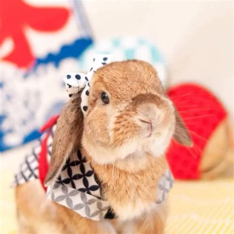 12 Adorable Photos Of The Most Stylish Bunny Ever