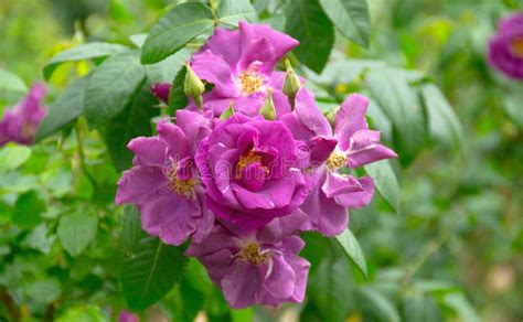 Purple Rose Stock Photo Image Of Roses Range Following 47853010