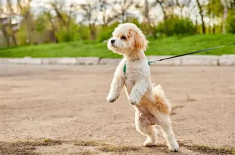 25 Best Maltipoo Haircuts Ideas To Groom Your Dog Pets Nurturing