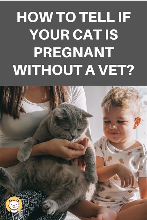 How To Tell If Your Cat Is Pregnant Without A Vet Kitty Cats Blog