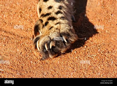 Cheetah Claws Stock Photo Alamy