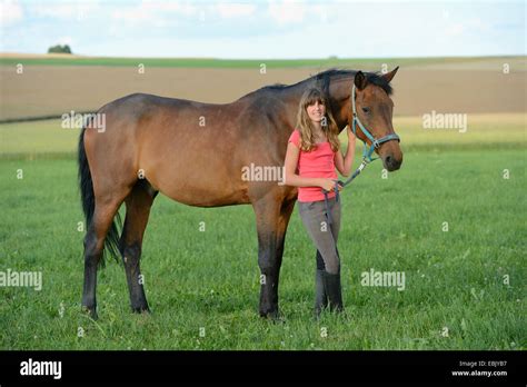 Hanoverian Horse German Warmblood Equus Przewalskii F Caballus
