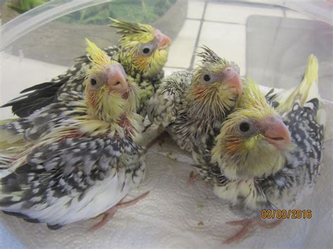 To know when you should intervene—and how you can help if needed—ask yourself the questions below. baby cockatiels I'm sorry they are all sold now | Ware ...