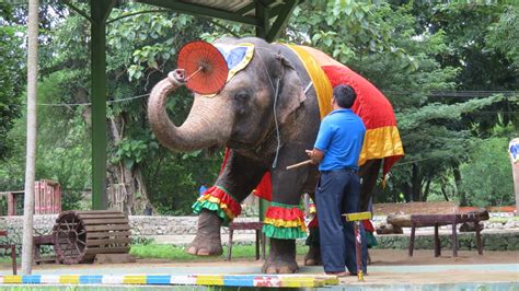 Animal Show Yangon Zoo
