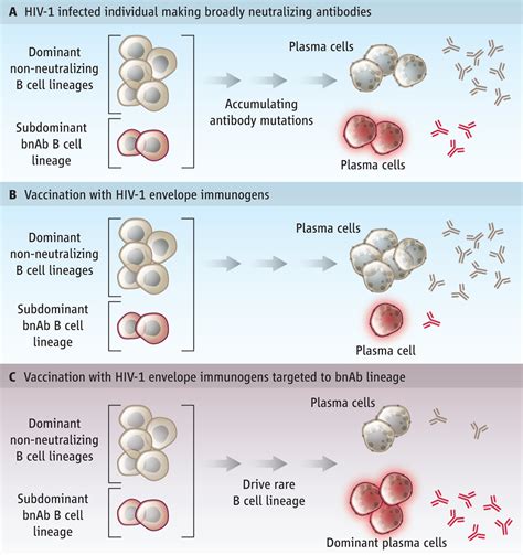 Host Controls Of Hiv Neutralizing Antibodies Science