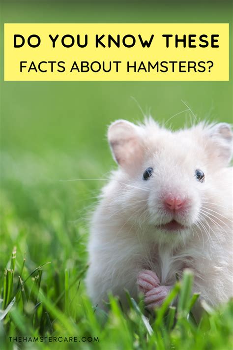 15 Interesting Facts About Hamsters