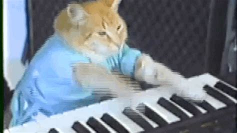 Keyboard Cat Bored Panda