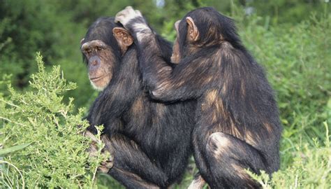 Chimpanzee Mating Habits Sciencing