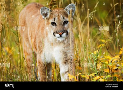 Cougar Felis Concolor Juvenile A Solitary And Strongly Territorial