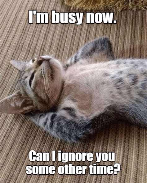 Busy Times Lolcats Lol Cat Memes Funny Cats Funny Cat