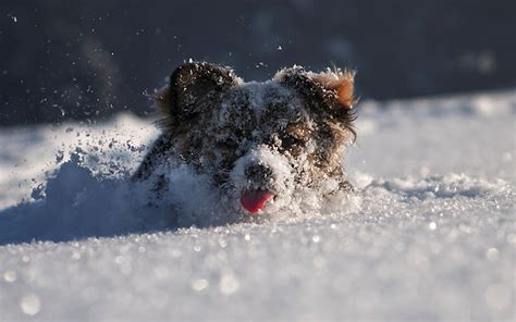 Winter Dog Wallpapers Top Free Winter Dog Backgrounds Wallpaperaccess