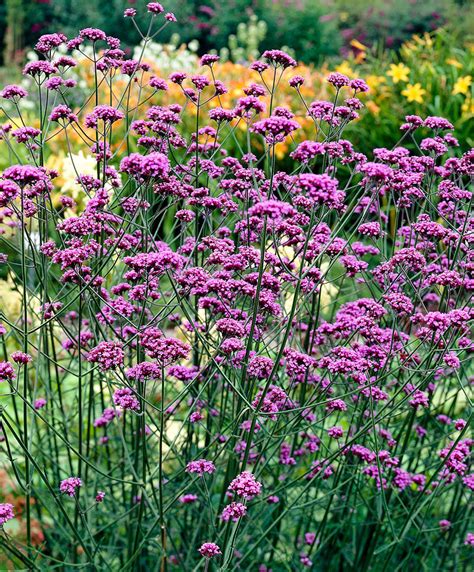 Verbena Bonariensis Kiefer Nursery Trees Shrubs Perennials