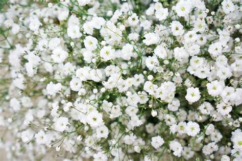 Find a wide range of wedding flowers and florists, ideas and pictures of the perfect wedding flowers at easy weddings. Filler Flowers for Wedding Bouquets