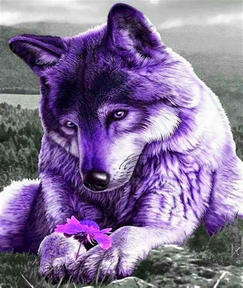 Pin By Patty Fryman On Wolves Beautiful Wolves Wolf Pictures