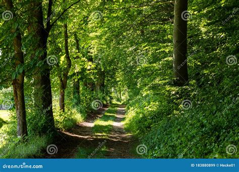 Footpath In The Forest Stock Image Image Of Road Alley 183880899