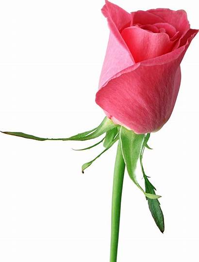 Rose Pink Roses Clip Clipart Single Bud