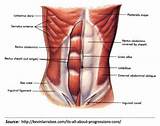 Abdominal Core Muscles Photos