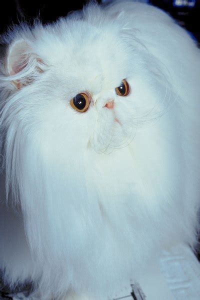 What Kinds Of Cat Have Long Hair And Ear Tufts Pets