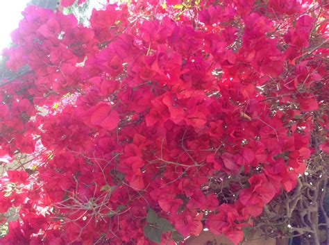North valley warehouse, quixote grip & lighting carries every light you need. These magenta/pink flowers that grow all over Los Angeles ...