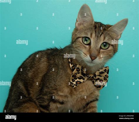 Adorable Brown And Black Tabby Cat Wearing A Cheetah Bow Tie Close Up