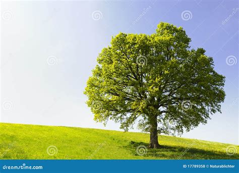 Single Tree On Hill Royalty Free Stock Photos Image 17789358