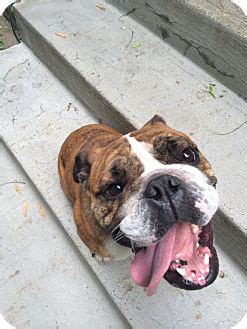Moore's goal is to provide exceptional chiropractic care in a friendly, relaxing environment. Park Ridge, IL - English Bulldog. Meet Louie a Pet for ...