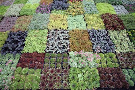 How to plant and grow a cactus. Grow And Sell Plants As A Real Backyard Business