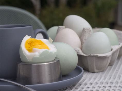 Dalam telur seberat 50 gram memiliki kandungan. Kalori Putih Telur Rebus : Normalnya, satu porsi telur ...