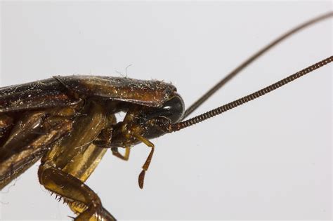 Regardless of which route you take, prevention is always key to controlling keeping your home well ventilated and dry will go a long way towards keeping pests at bay. DIY Methods to Get Rid of Roaches in Your Home - Aantex
