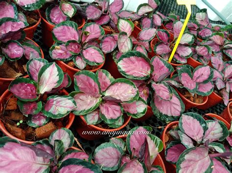 Bila saya teliti lagi, pokok ini merupakan pokok yang diambang kepupusan kerana permintaan yang teramat tinggi sehinggakan. Cara tanam , penjagaan dan jenis-jenis pokok calathea