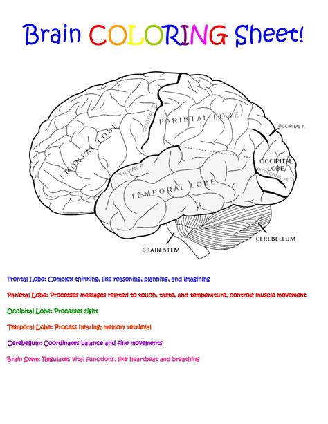 Parts Of The Brain Worksheet Answers