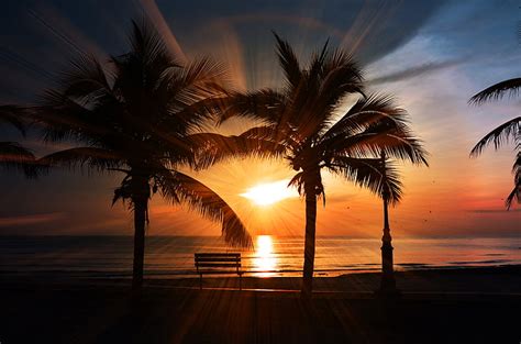 Royalty Free Photo Silhouette Photography Of Palm Trees