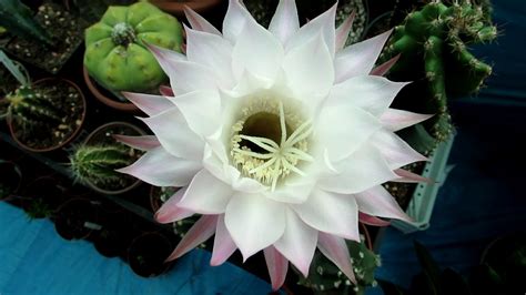 Check spelling or type a new query. Echinopsis oxygona 'Easter Lily Cactus' in gorgeous lilac ...