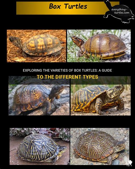 Exploring The Varieties Of Box Turtles A Guide To The Different Types