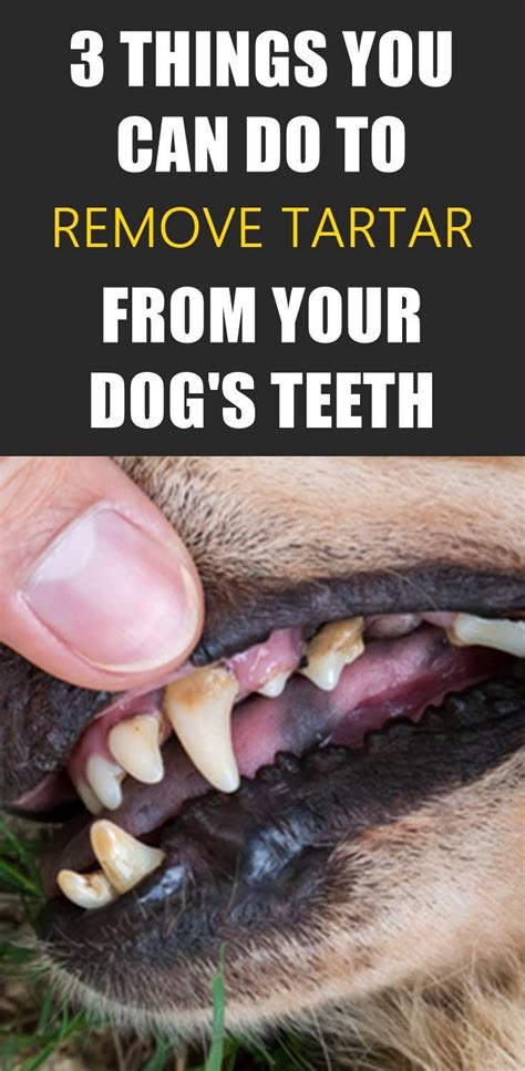 If you see tartar on your dog's teeth, you are you wondering how to clean dog teeth without brushing them? Do you see a lot of tartar on your dog's teeth? Find out ...