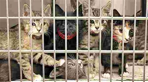 Salud De Los Gatos Que Viven En Refugios De Animales Eurekan