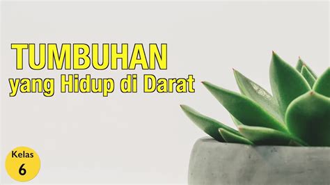 Kelas 06 Ipa Tumbuhan Yang Hidup Di Darat Youtube