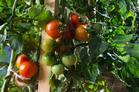 6 Big Tips To Keep Tomato Plants Healthy And Productive In The Summer