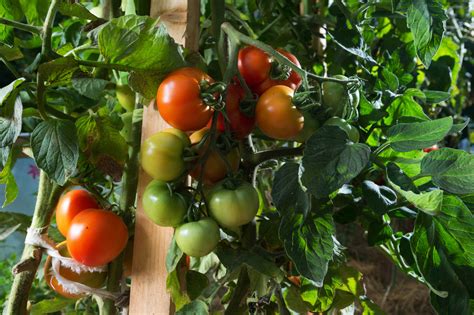 We did not find results for: 6 Big Tips To Keep Tomato Plants Healthy And Productive In ...