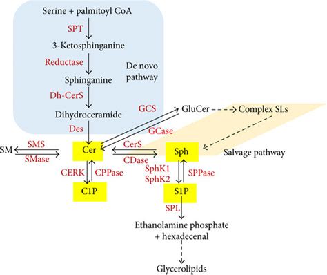 Biosynthesis Of Ceramide Sphingosine 1 Phosphate And Download