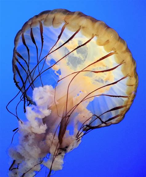 This Atlantic Sea Nettle Jellyfish Photo Was Taken At Ripley Aquarium