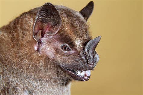 Jamaican Or Mexican Fruit Bat Close Up Photograph By Ivan Kuzmin