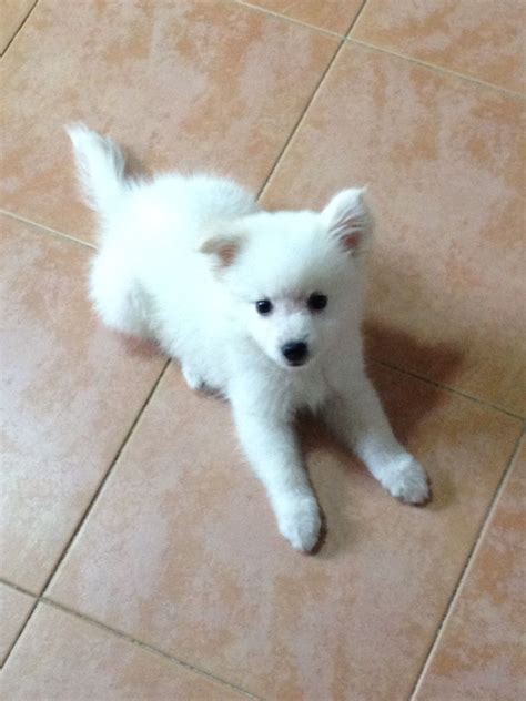 Meet My New Puppy Koko The Japanese Spitz 2 Months Old R Aww Vlr