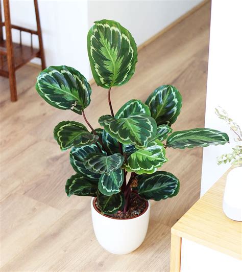 12+ stunning calathea types you need to know about