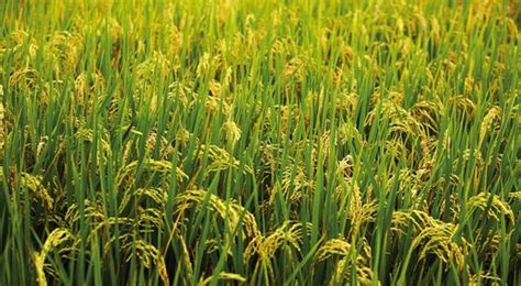 Rice Farming Information Guide Asia Farming