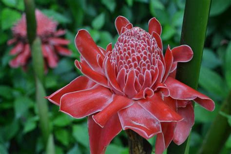 11 Beautiful Flowers And Plants Native To Thailand