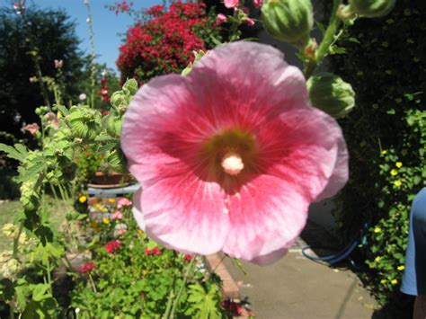 Such A Pretty Flower And To Me So Old Fashioned The Hollyhock Pretty Flowers Hollyhock