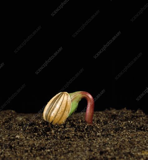 Sunflower Seed Germinating Stock Image C0236971 Science Photo